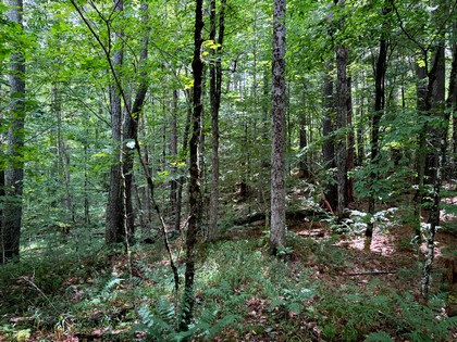 Adirondack land for sale