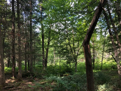 Adirondack land for sale Forestport, NY