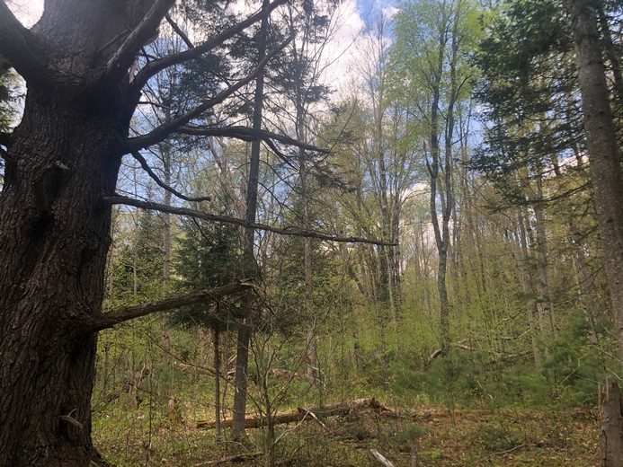 NY land for sale western Adirondacks