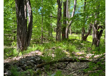 Upstate NY land for sale
