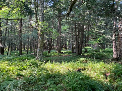 NY hunting land for sale McDonough NY