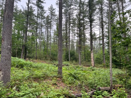 Adirondack land for sale