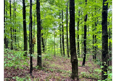 Finger lakes NY land for sale