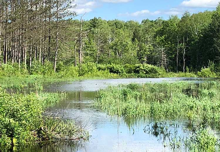 Land For Sale Camden Ny Thumbnail From Land And Camps