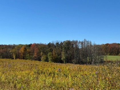 NY Southern Tier land for sale