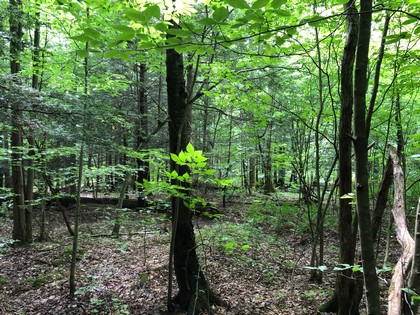 hunting land for sale in hardford ny near kennedy state forest from land and camps