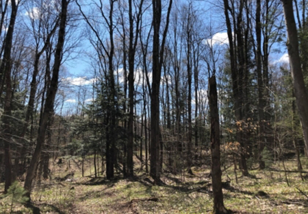 hunting and fishing land for sale ny walk to ohara state forest from land and camps