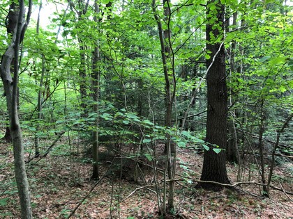 hunting land for sale in hardford ny near kennedy state forest from land and camps