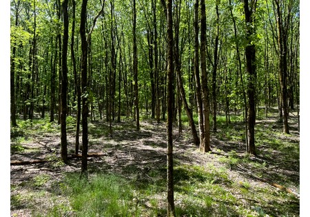 Upstate NY Land for sale 