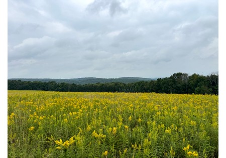 Finger Lakes NY land for sale