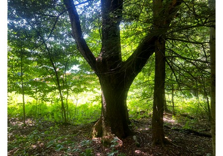 NY cabins for sale