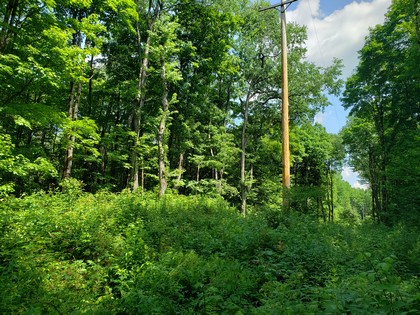 NY hunting land for sale in Redfield NY