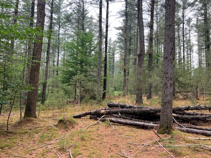 Adirondack land for sale