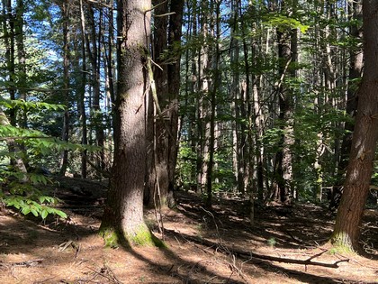 Land for sale near Oneida Lake NY