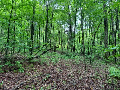 NY Southern Tier land for sale