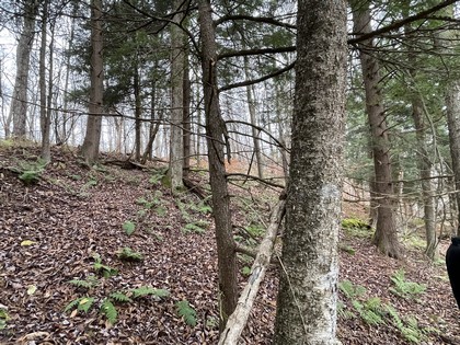 NY land and camp for sale