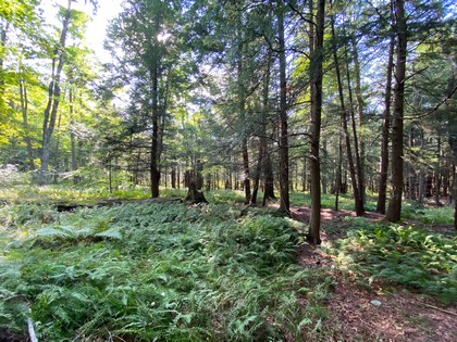 NY hunting land for sale McDonough NY