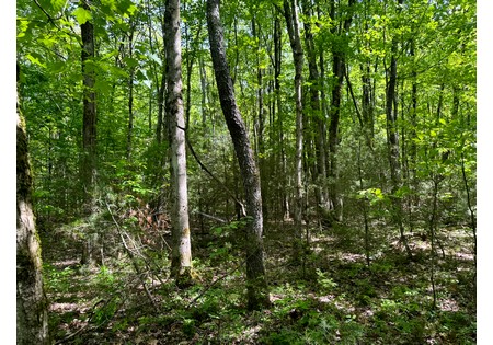 Northern NY land for sale