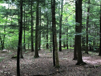 hunting land for sale cortland county ny from land and camps