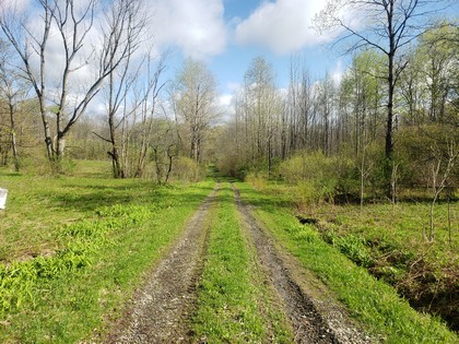 NY hunting land for sale in Freetown NY