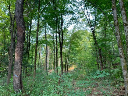 NY hunting land for sale in Florence NY