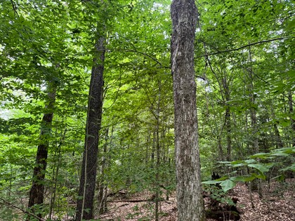 Tug Hill NY land for sale
