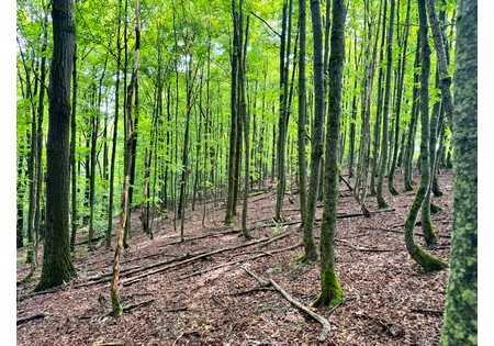 Land for sale Finger Lake area NY