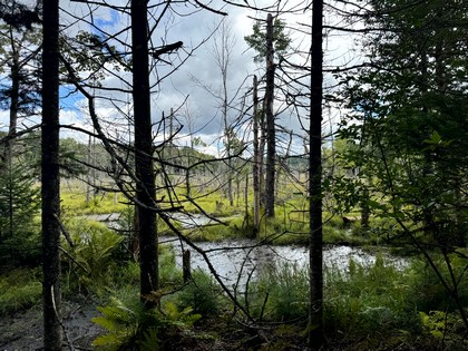 NY Adirondack land for sale