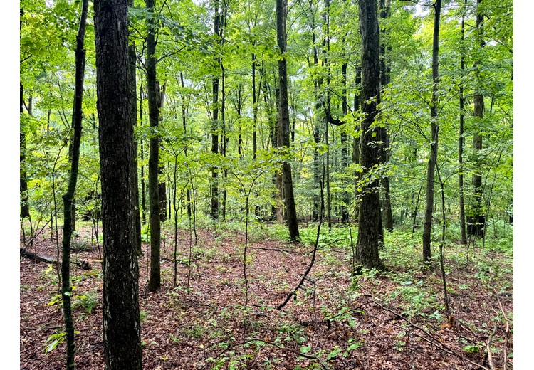 Finger Lakes NY land for sale