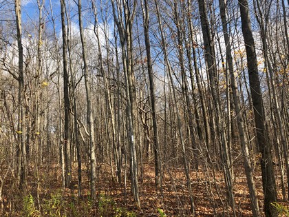 NY land for sale in Pharsalia NY