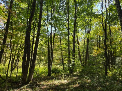 Adirondack NY land for sale