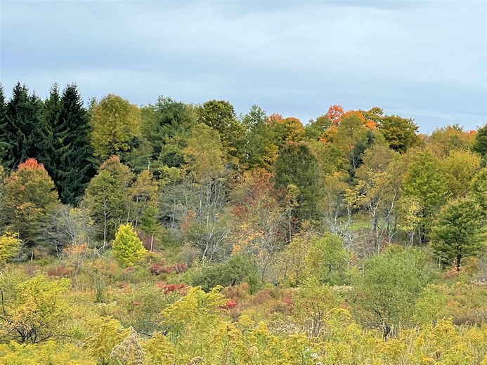 Catskills area NY land for sale