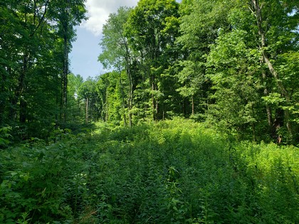 NY hunting land for sale in Redfield NY