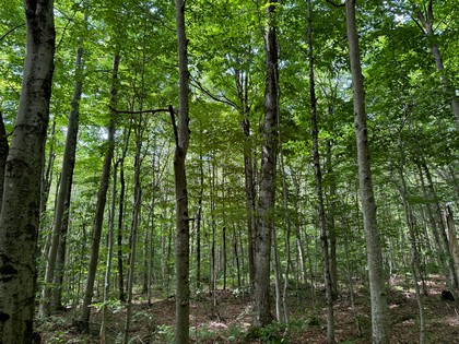 NY land for sale near Salmon River