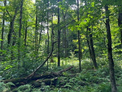 NY snowmobiling land for sale, land and snowmobile camps, ny properties, christmas associates
