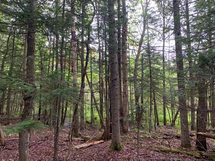 NY hunting land for sale in Steuben NY