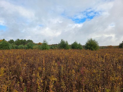 land for sale NY