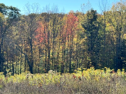 NY Southern tier NY hunting land for sale