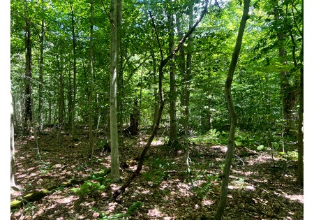 Land NY bordering state land for sale