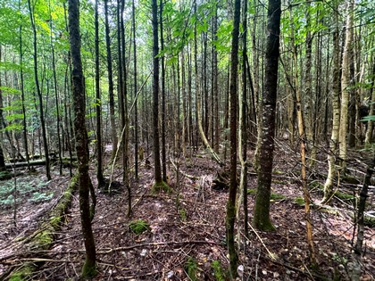 Adirondack land for sale NY