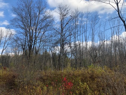 NY state forest land for sale in Pharsalia, NY
