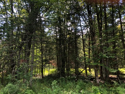 Adirondack land for sale Forestport, NY