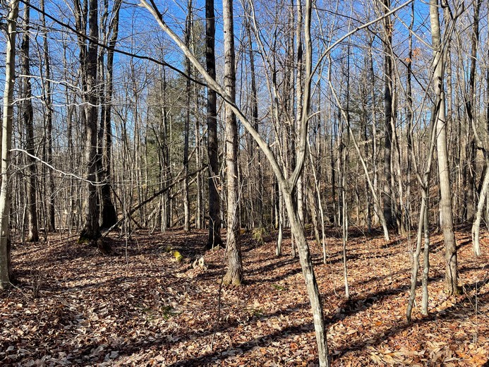 Streamfront land for sale in NY
