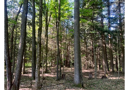 NY Southern Tier hunting land for sale