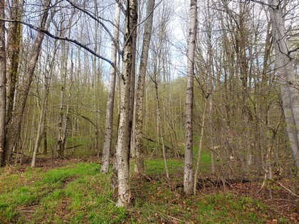 NY hunting land for sale in Freetown NY