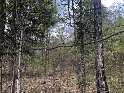 NY hunting land for sale in Diana NY