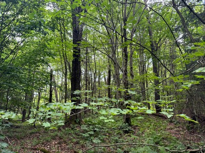 NY log cabin for sale