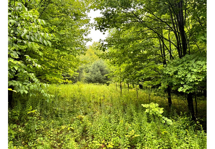 NY Finger Lakes land for sale