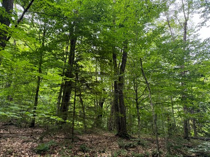 Tug Hill NY land for sale