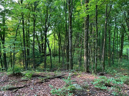 Land and camp for sale Florence NY